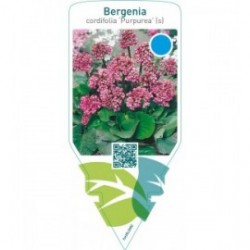 Bergenia cordifolia ‘Purpurea’ (s)