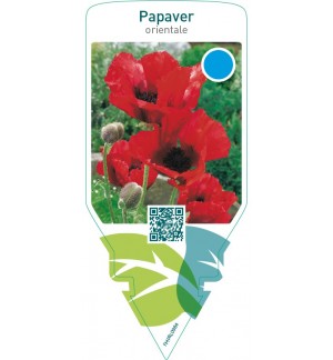 Papaver orientale  red