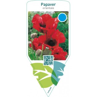 Papaver orientale  red