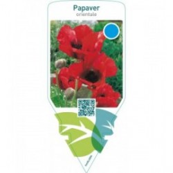 Papaver orientale  red