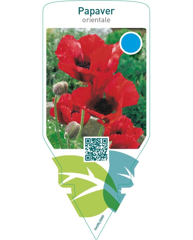 Papaver orientale  red