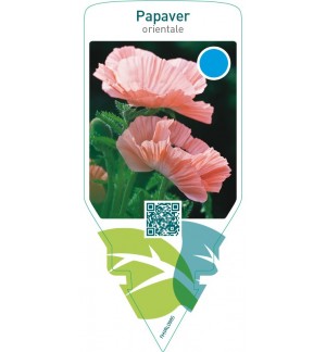 Papaver orientale  pink