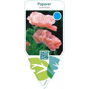 Papaver orientale  pink