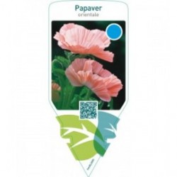 Papaver orientale  pink