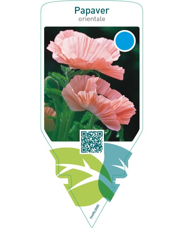 Papaver orientale  pink