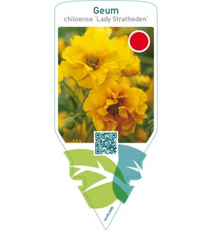 Geum chiloense ‘Lady Stratheden’