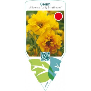 Geum chiloense ‘Lady Stratheden’