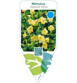 Mimulus ‘Highland Yellow’