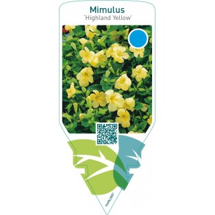 Mimulus ‘Highland Yellow’
