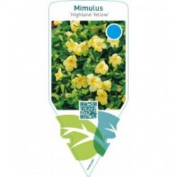 Mimulus ‘Highland Yellow’