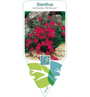 Dianthus deltoides ‘Brillant’