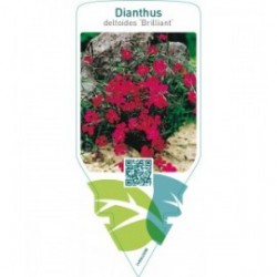 Dianthus deltoides ‘Brillant’