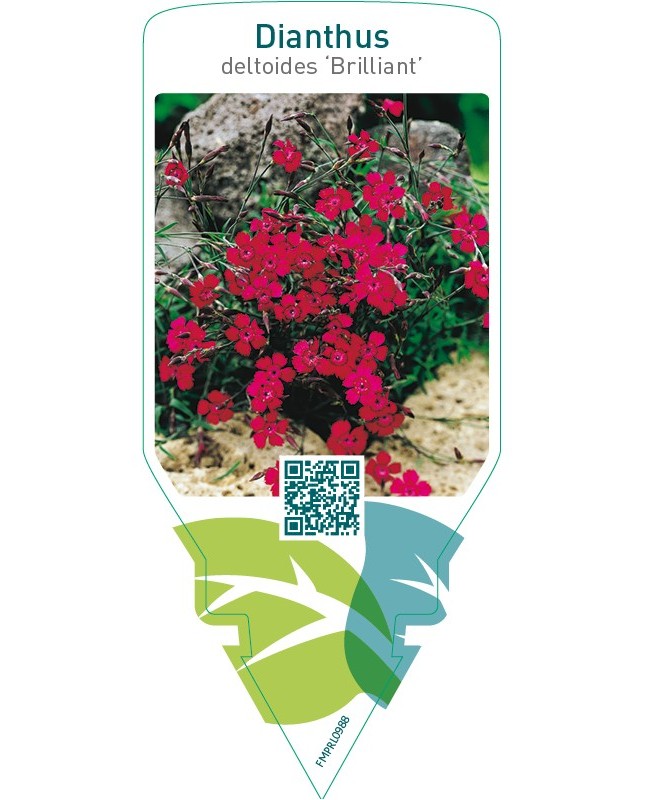 Dianthus deltoides ‘Brillant’