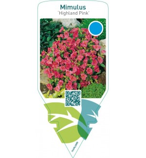 Mimulus ‘Highland Pink’