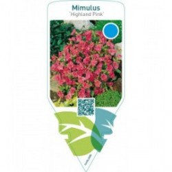 Mimulus ‘Highland Pink’