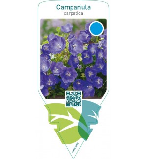 Campanula carpatica  blue  **