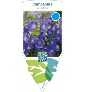 Campanula carpatica  blue  **