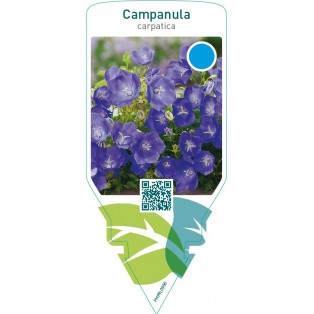 Campanula carpatica  blue  **