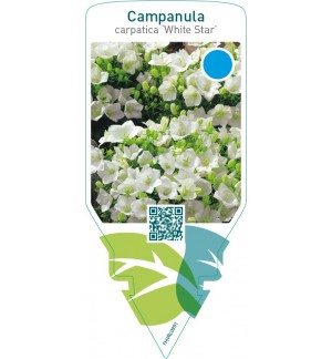 Campanula carpatica ‘White Star’