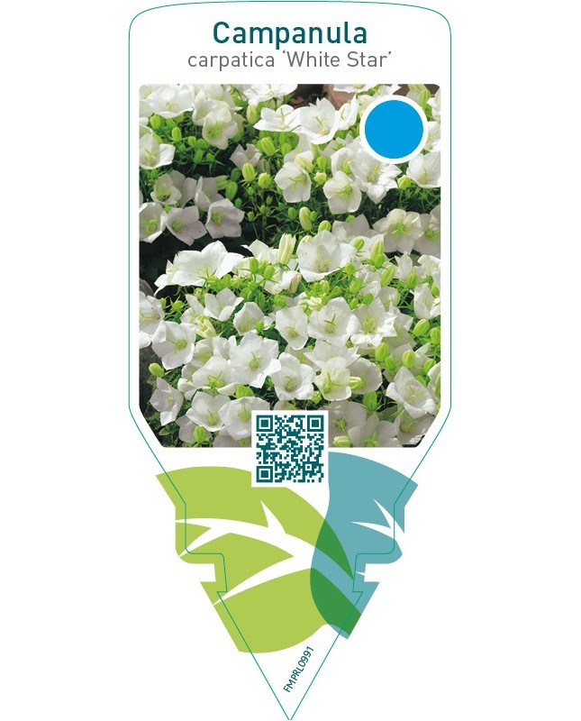 Campanula carpatica ‘White Star’