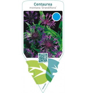 Centaurea montana ‘Grandiflora’