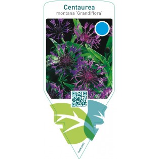 Centaurea montana ‘Grandiflora’