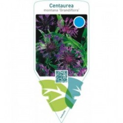 Centaurea montana ‘Grandiflora’