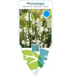 Physostegia virginiana ‘Summer Snow’