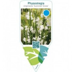 Physostegia virginiana ‘Summer Snow’