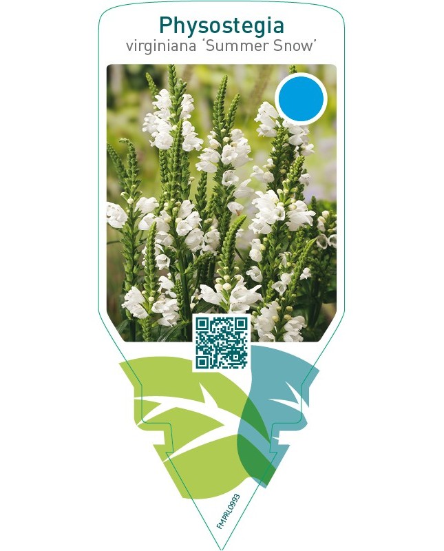Physostegia virginiana ‘Summer Snow’