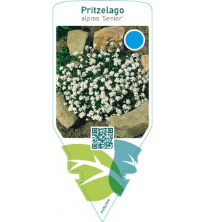 Hutchinsia alpina ‘Senior’