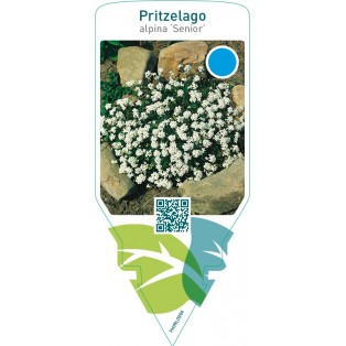 Hutchinsia alpina ‘Senior’