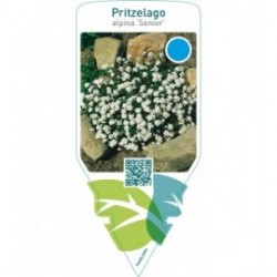 Hutchinsia alpina ‘Senior’