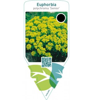 Euphorbia polychroma ‘Senior’