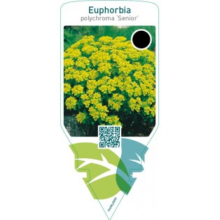 Euphorbia polychroma ‘Senior’