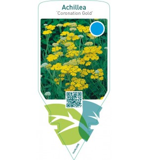 Achillea ‘Coronation Gold’