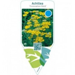 Achillea ‘Coronation Gold’