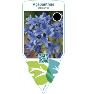Agapanthus africanus  blue