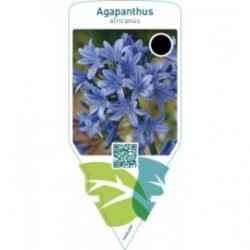 Agapanthus africanus  blue