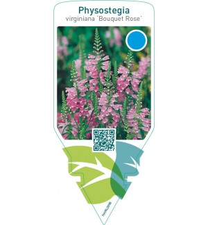 Physostegia virginiana ‘Bouquet Rose’