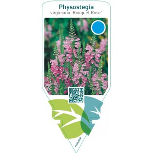 Physostegia virginiana ‘Bouquet Rose’