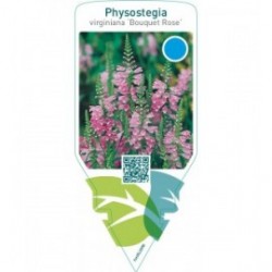 Physostegia virginiana ‘Bouquet Rose’