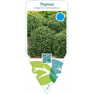 Thymus vulgaris ‘Compactus’ (thyme)