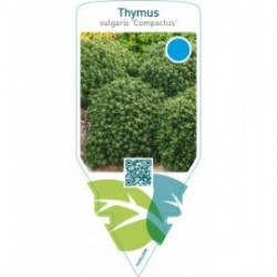 Thymus vulgaris ‘Compactus’ (thyme)