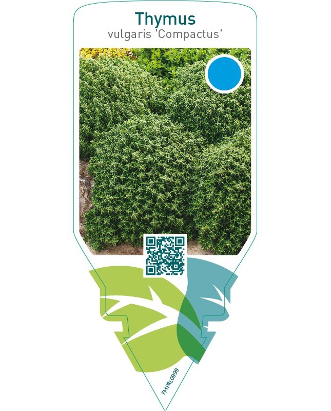 Thymus vulgaris ‘Compactus’ (thyme)