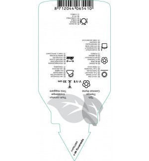 Etichette di Thymus vulgaris ‘Compactus’ (thyme) *