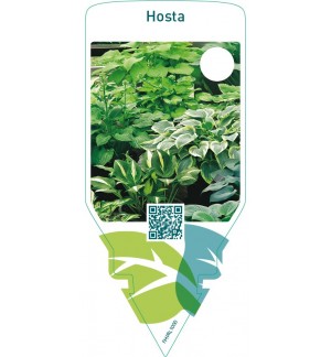 Hosta  mix