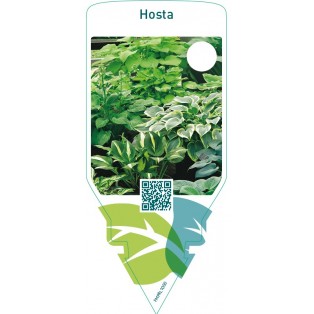 Hosta  mix