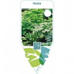 Hosta  mix