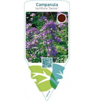 Campanula lactiflora ‘Senior’